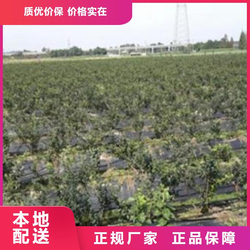 蓝铃蓝莓树苗种植方法