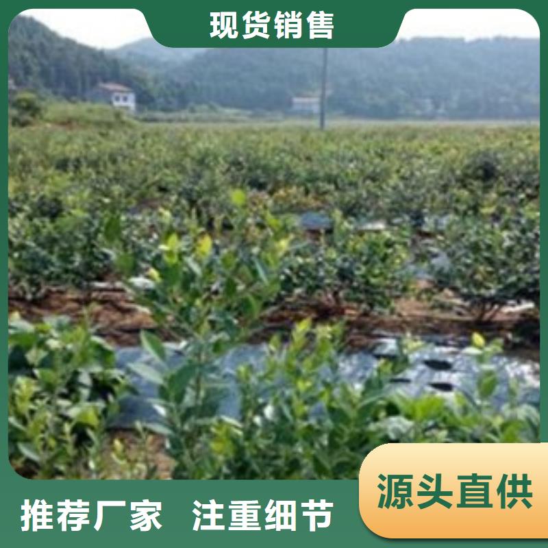 蓝莓苗_苹果苗专注细节更放心