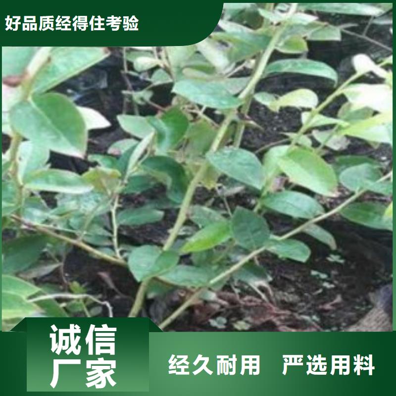 门梯蓝莓树苗种植方法及时间