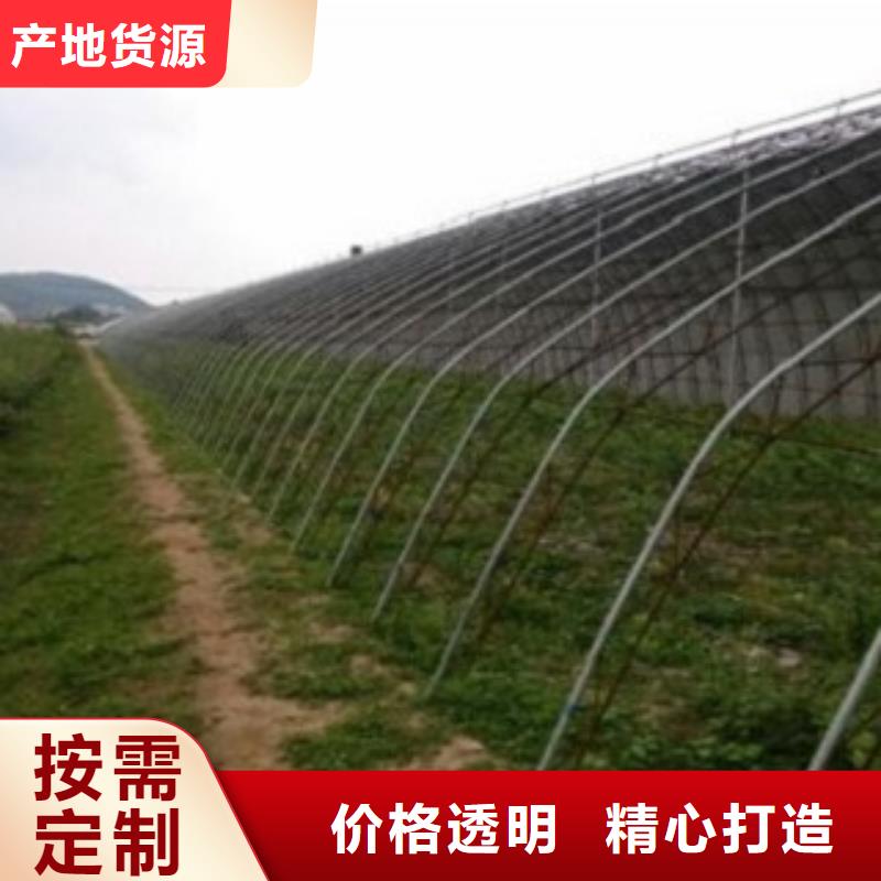 蓝莓苗_苹果苗专注细节更放心