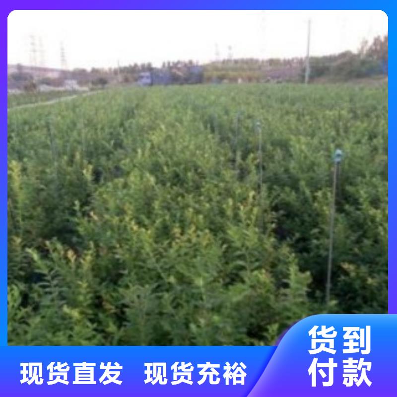 蓝莓苗核桃苗拒绝差价