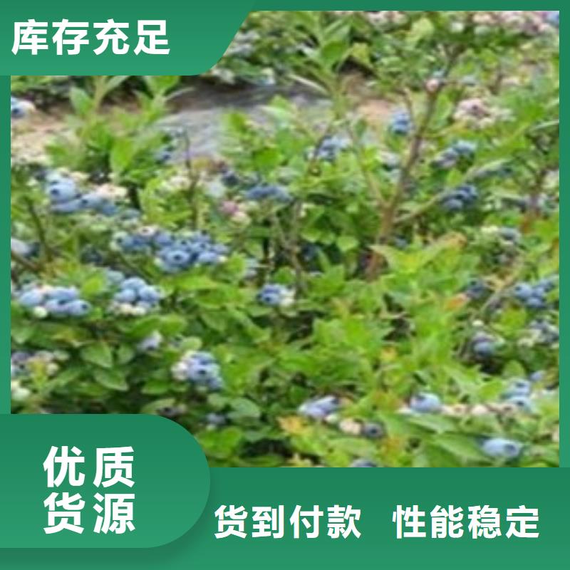 【蓝莓苗苹果苗厂家十分靠谱】