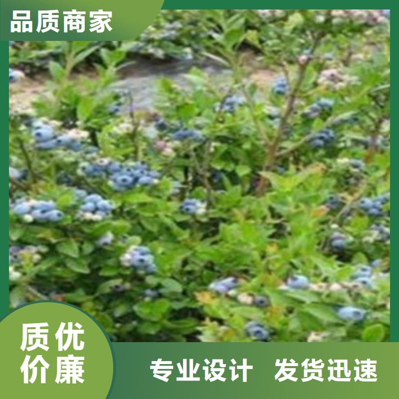 蓝莓苗【桃树苗】多行业适用