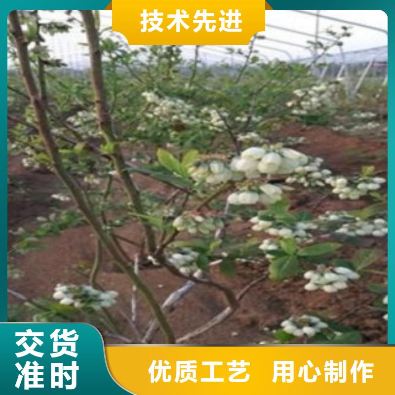 塞拉蓝莓树苗供应