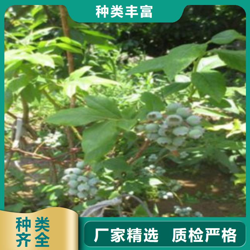 蓝莓苗核桃苗拒绝差价