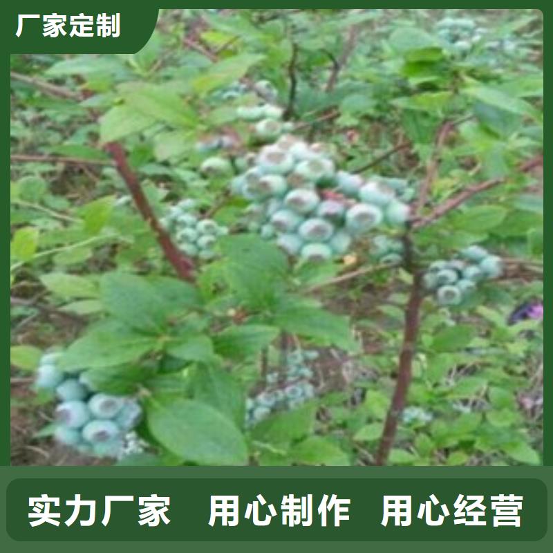 蓝莓苗桃树苗常年供应