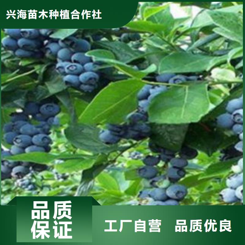 蓝莓苗核桃苗拒绝差价