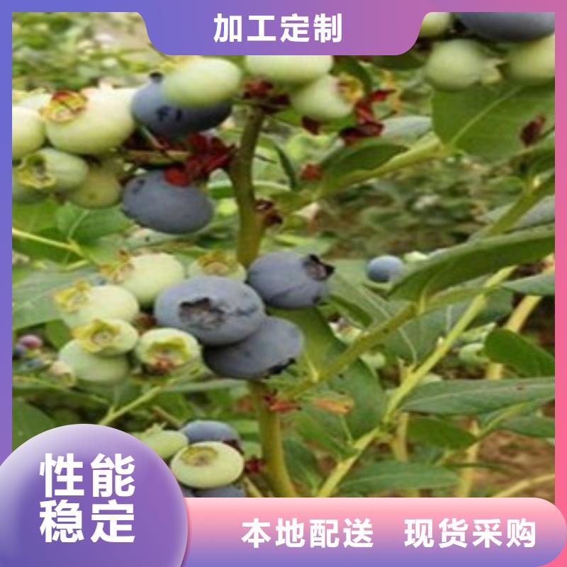 【蓝莓苗苹果苗厂家十分靠谱】