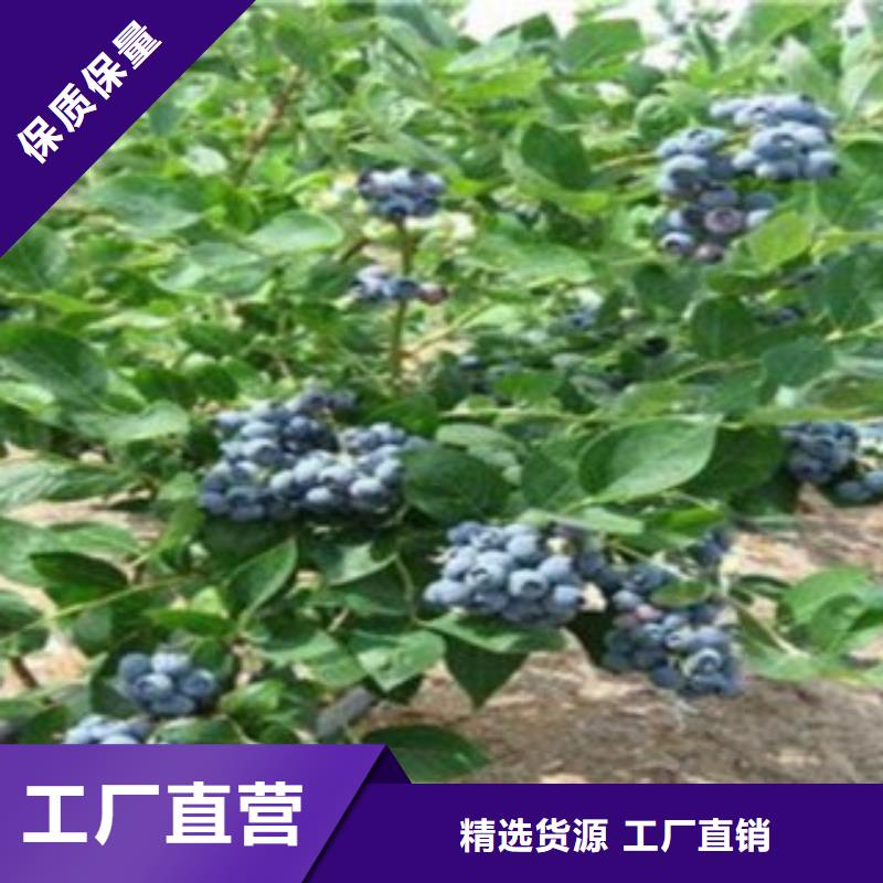 蓝金蓝莓树苗品种