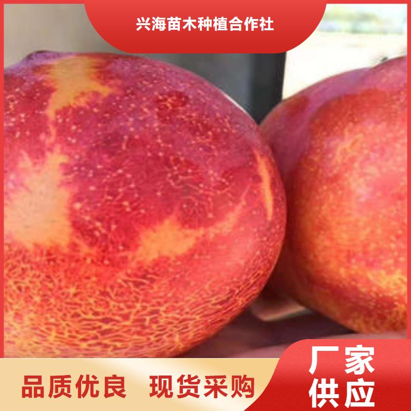 李子苗葡萄苗现货直发