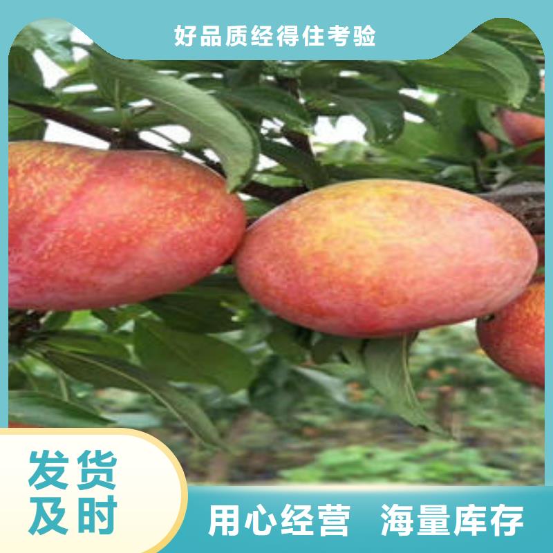 李子苗供应商