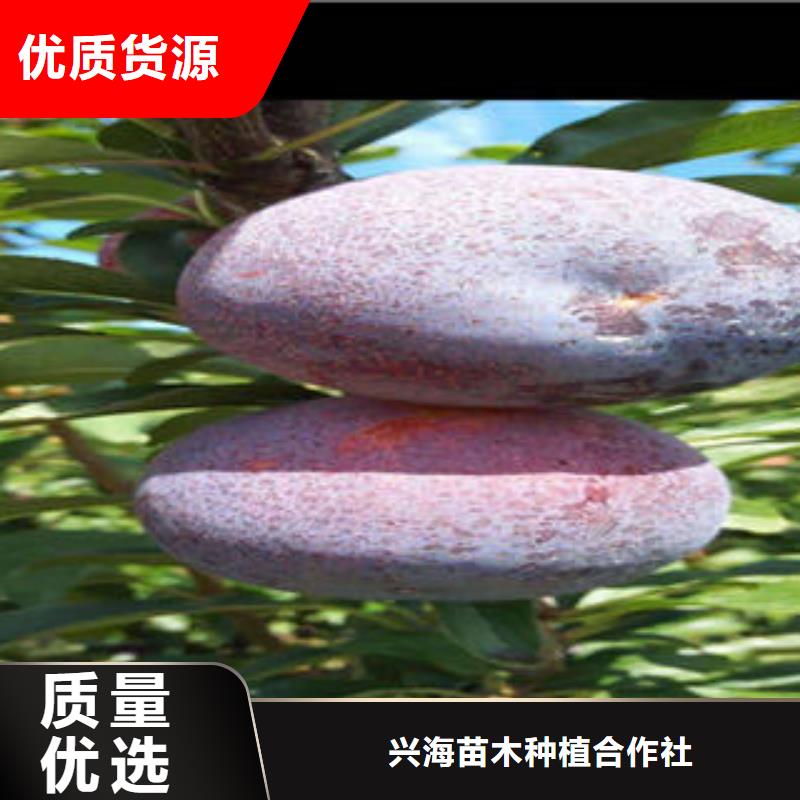 李子苗梨树苗买的是放心