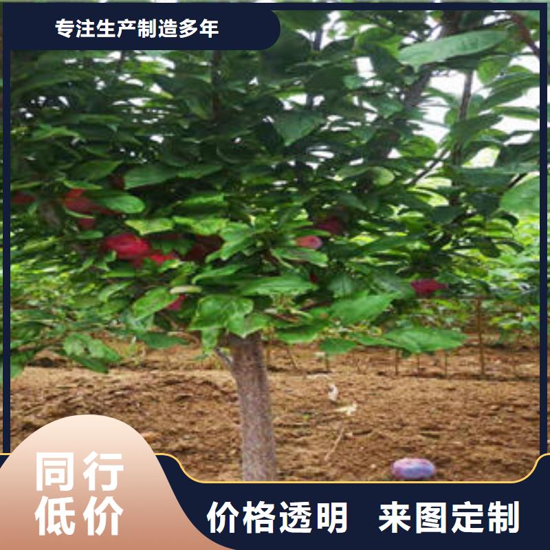 李子苗葡萄苗现货直发