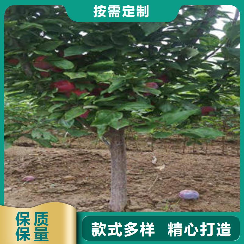 李子苗核桃苗订购