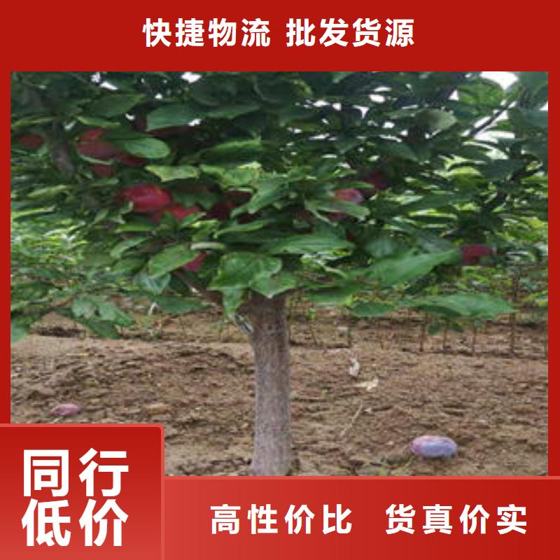 李子苗梨树苗买的是放心