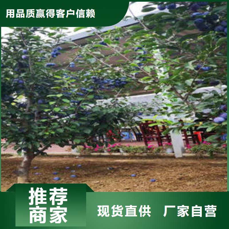 李子苗板栗苗热销产品