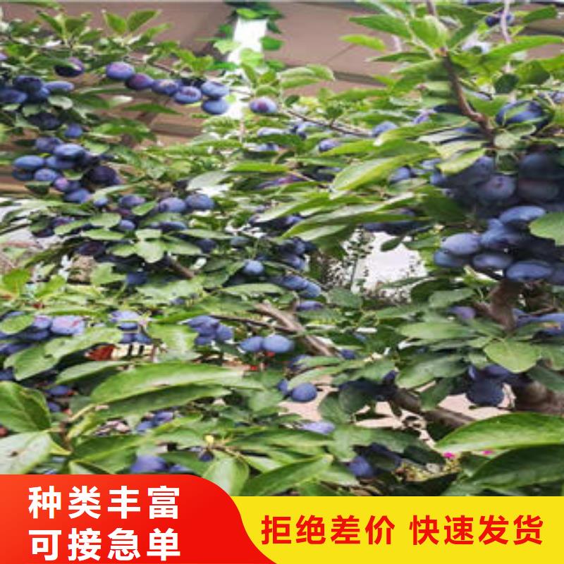 李子苗-蓝莓苗产地批发