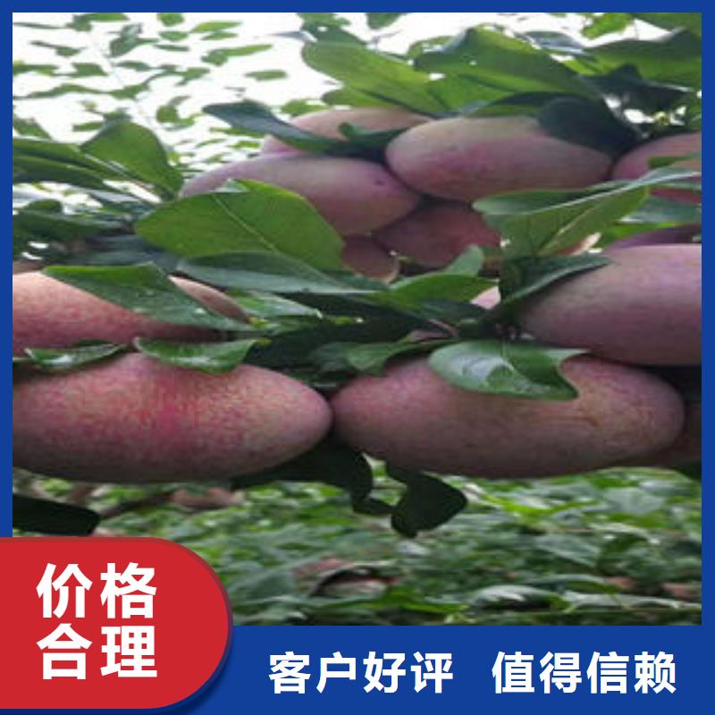 李子苗-蓝莓苗产地批发