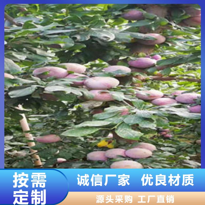 李子苗-蓝莓苗产地批发