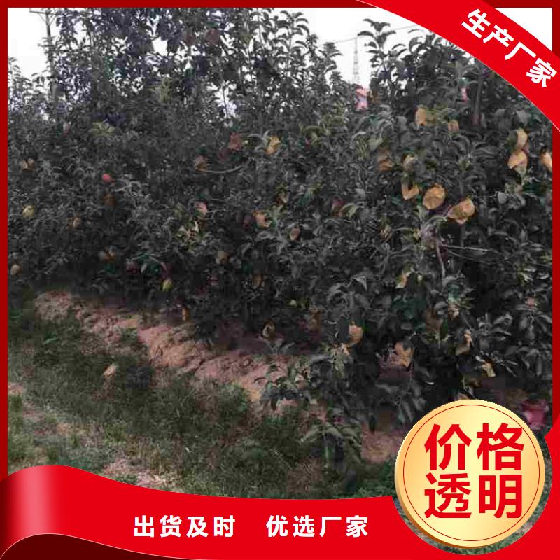 苹果苗,桃树苗用的放心