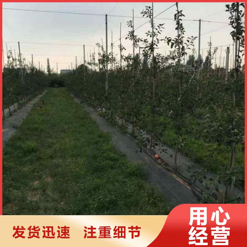 苹果苗蓝莓苗颜色尺寸款式定制