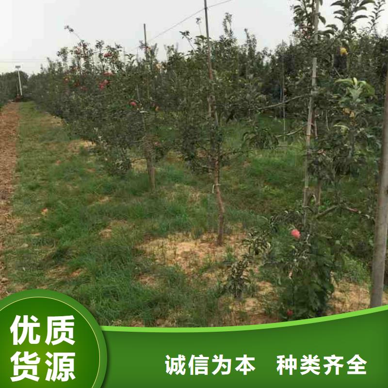 苹果苗花椒苗多年实力厂家