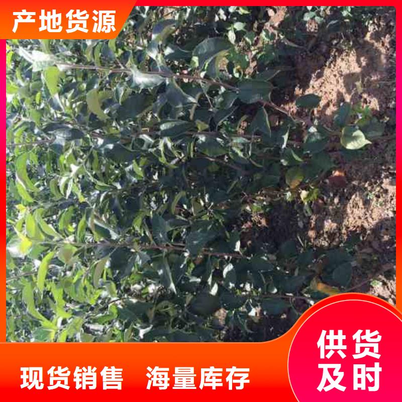 苹果苗_花椒苗免费寄样