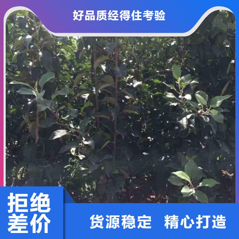 苹果苗_花椒苗免费寄样
