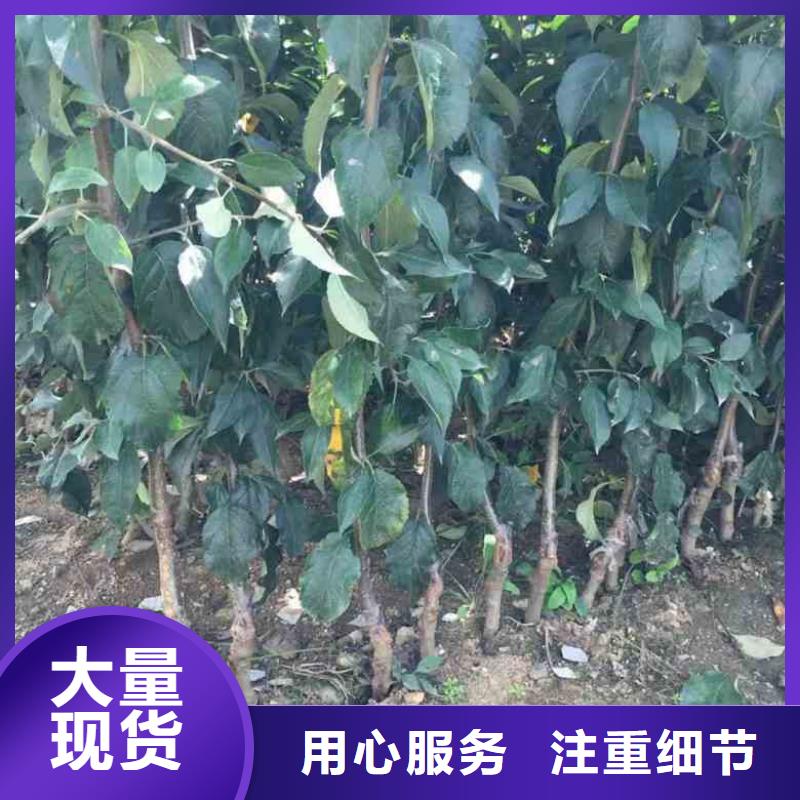 【苹果苗】梨树苗标准工艺