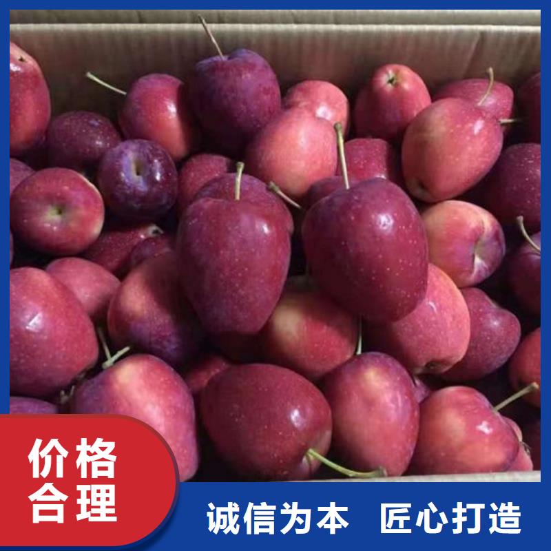 【苹果苗蓝莓苗质优价廉】
