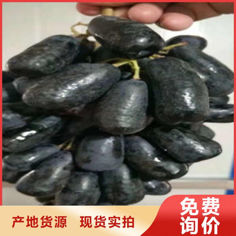 葡萄苗板栗苗好产品价格低
