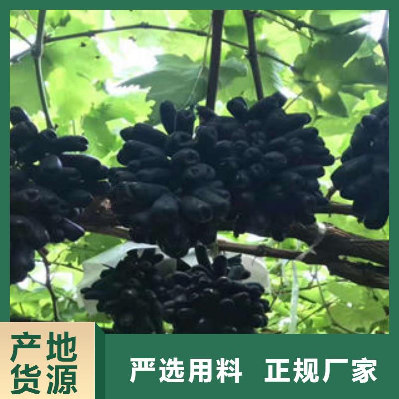 葡萄苗-板栗苗诚信商家