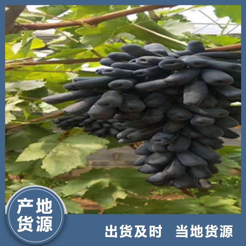 葡萄苗,花椒苗按需定制真材实料