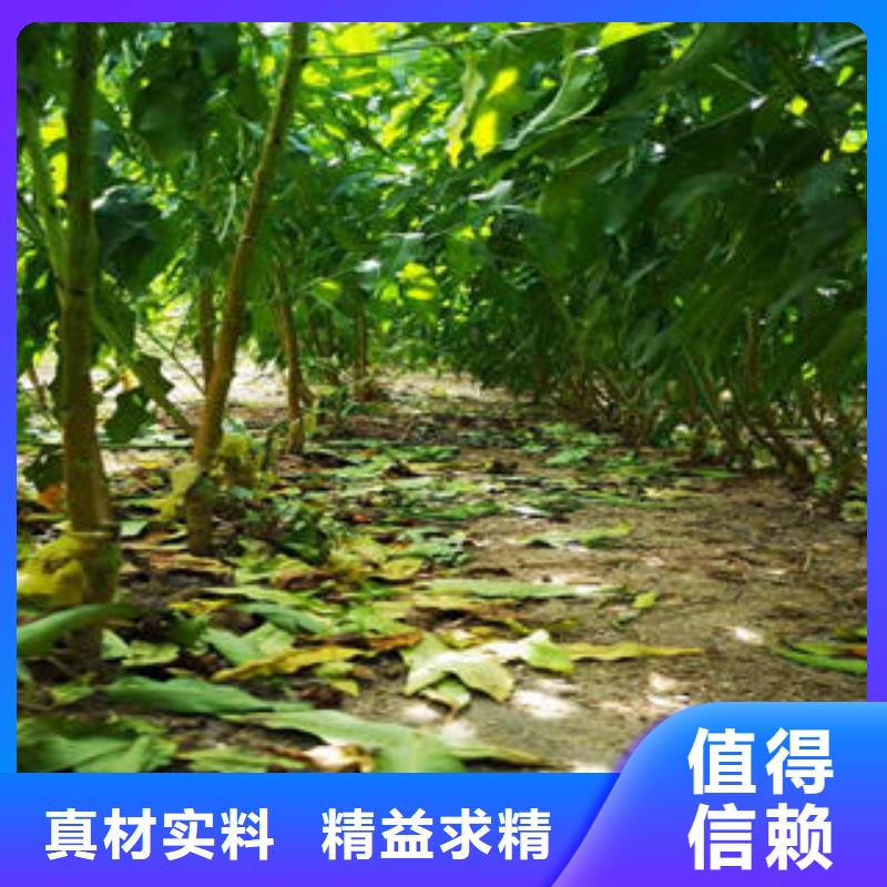 葡萄苗-板栗苗诚信商家
