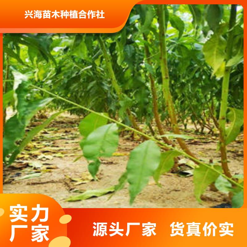 葡萄苗-板栗苗诚信商家