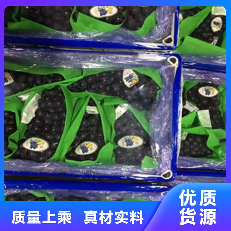 葡萄苗苹果苗源头工厂