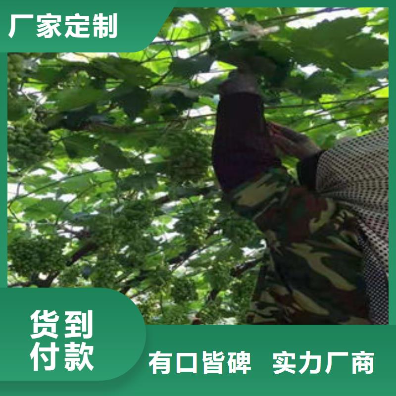 葡萄苗山楂苗通过检测