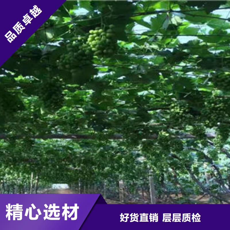 葡萄苗山楂苗通过检测