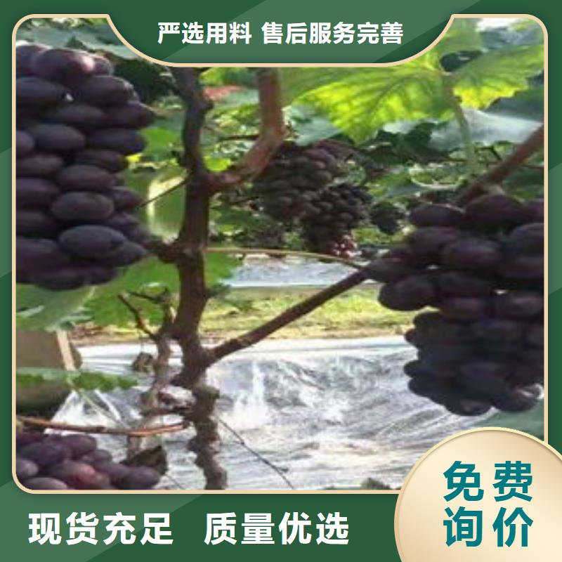 葡萄苗梨树苗货到付款