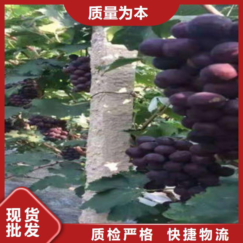 葡萄苗-板栗苗诚信商家