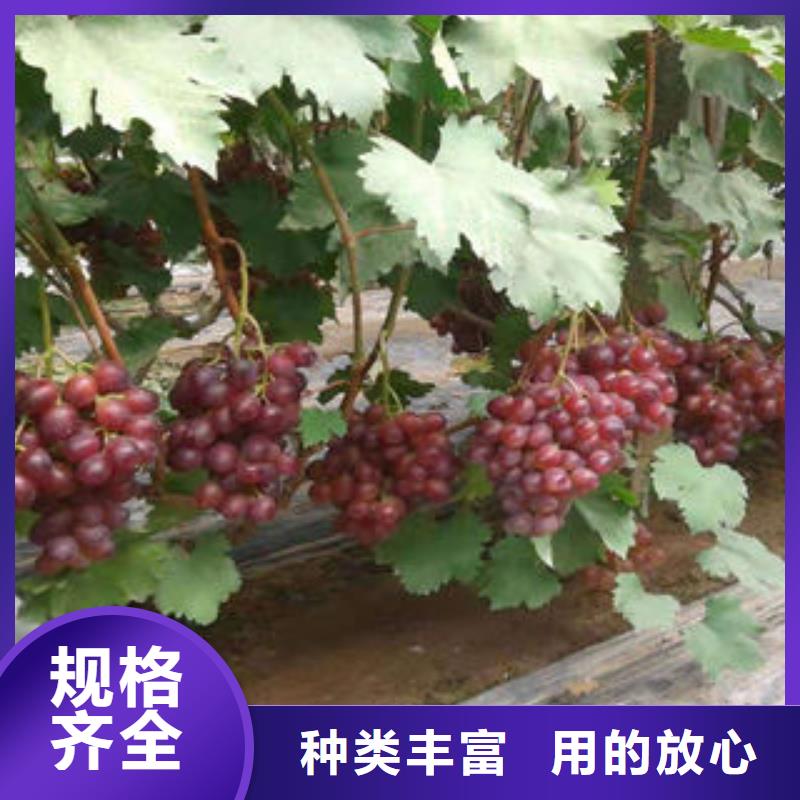 葡萄苗,花椒苗按需定制真材实料