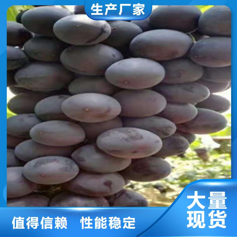葡萄苗板栗苗好产品价格低