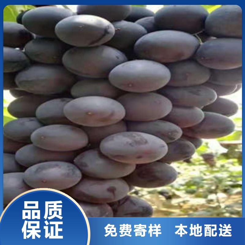 葡萄苗板栗苗厂家直销放心