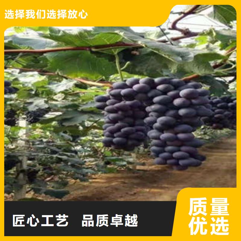 葡萄苗苹果苗源头工厂