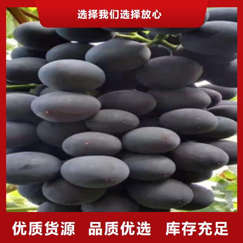 葡萄苗桃树苗产品参数