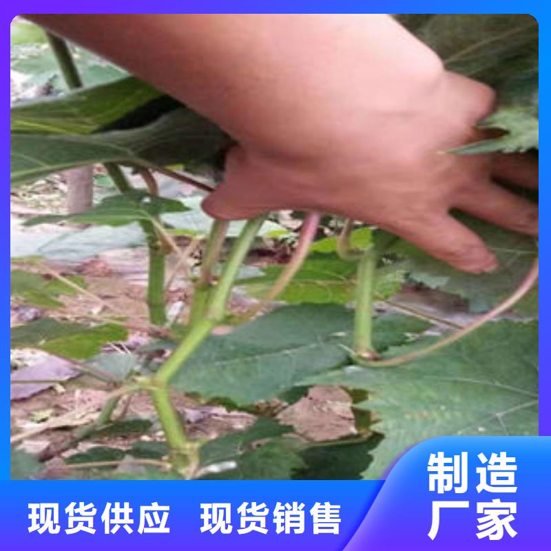 葡萄苗梨树苗货到付款