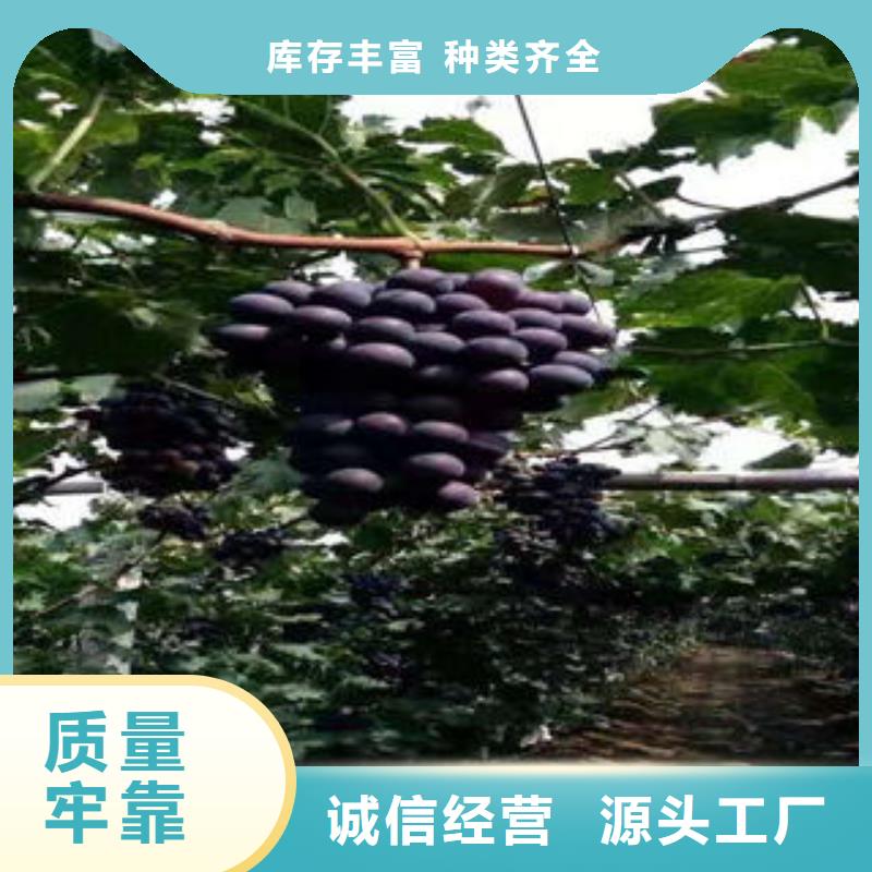 葡萄苗板栗苗厂家直销放心