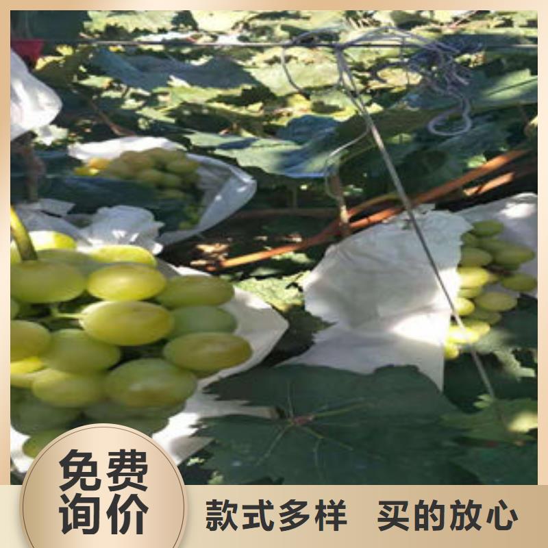 葡萄苗-花椒苗实力商家供货稳定