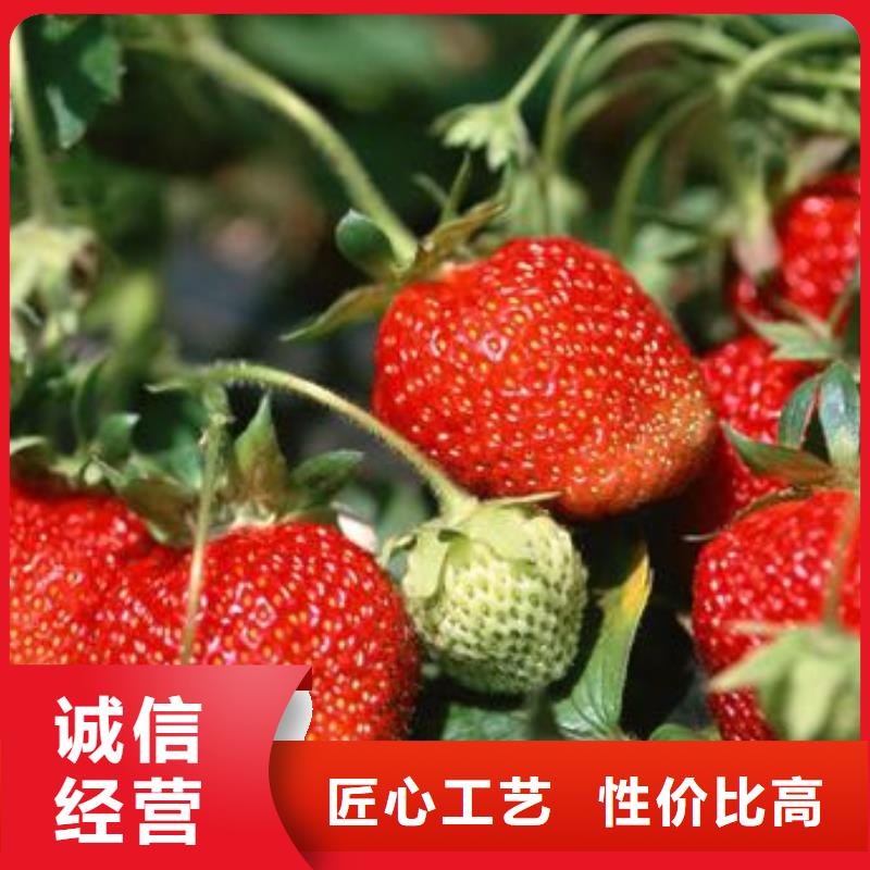 草莓苗核桃苗质量安全可靠