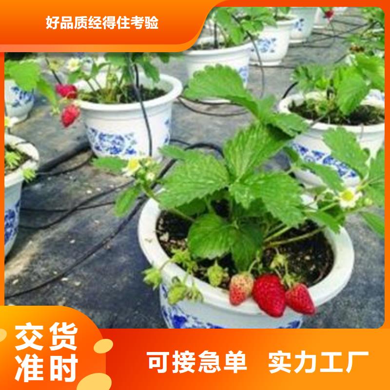 草莓苗花椒苗优良材质